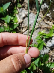 Bothriochloa pertusa