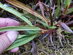 Elaphoglossum gayanum