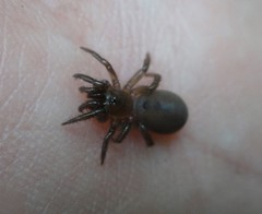 Antrodiaetus unicolor