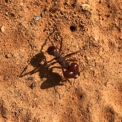 Atta laevigata