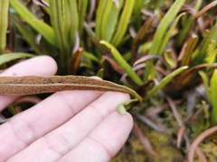 Elaphoglossum gayanum