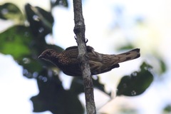 Indicator maculatus