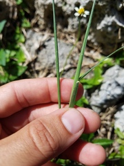 Bothriochloa pertusa
