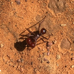 Atta laevigata