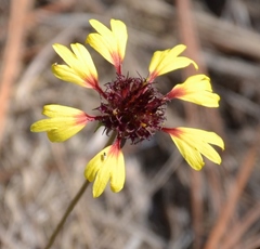 Gaillardia suavis