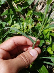 Bothriochloa pertusa