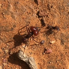 Atta laevigata