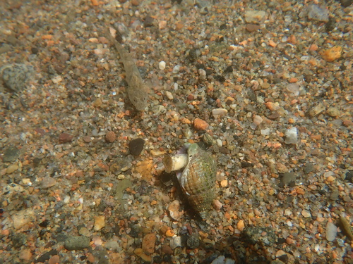 Pomatoschistus microps