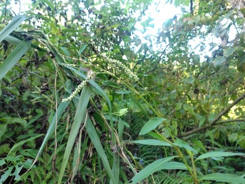 Persicaria barbata, photograph 6