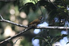 Indicator maculatus