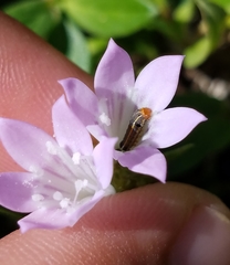 Richardia grandiflora