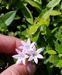 Richardia grandiflora