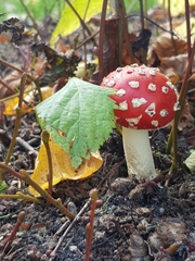 Amanita muscaria