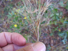 Aristida desmantha
