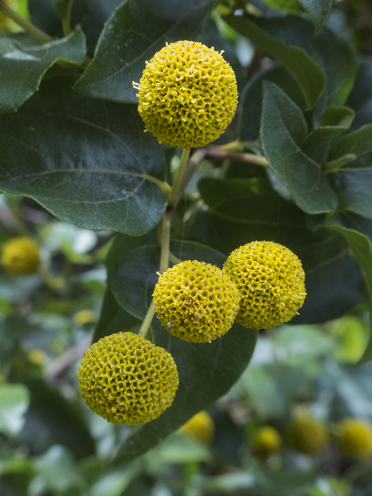 Podanthus