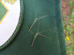 Aristida desmantha