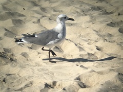 Leucophaeus atricilla