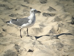 Leucophaeus atricilla
