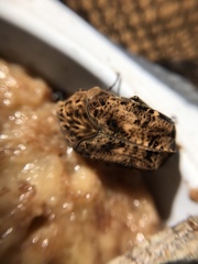 Gymnetis hebraica