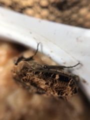 Gymnetis hebraica
