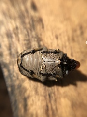 Gymnetis hebraica