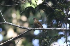 Indicator maculatus
