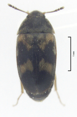 Litargus balteatus