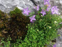 Campanula arvatica