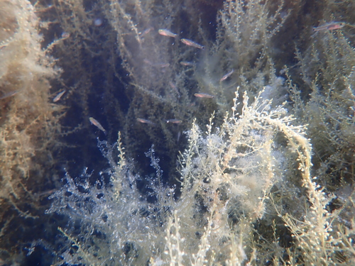 Pomatoschistus flavescens