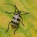 Meristata quadrifasciata - Photo (c) Subhajit Roy, some rights reserved (CC BY-NC-ND), uploaded by Subhajit Roy