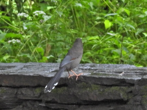 Brown-cheeked Laughingthrush (Trochalopteron henrici), photo 3