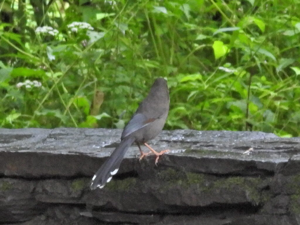 Brown-cheeked Laughingthrush
