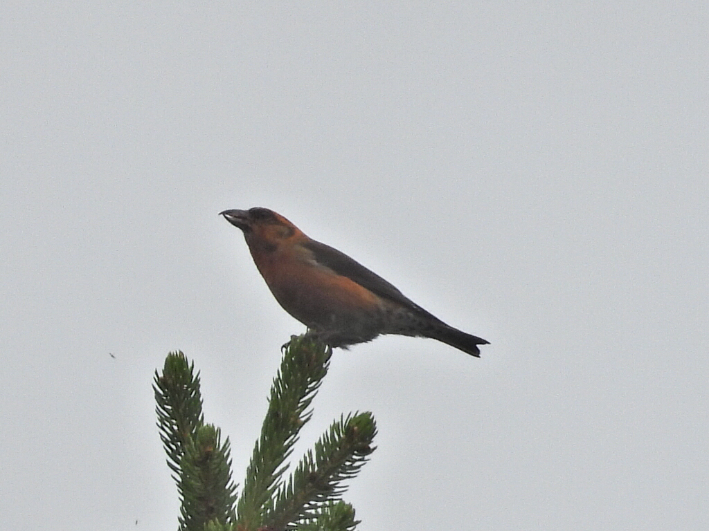 Red Crossbill