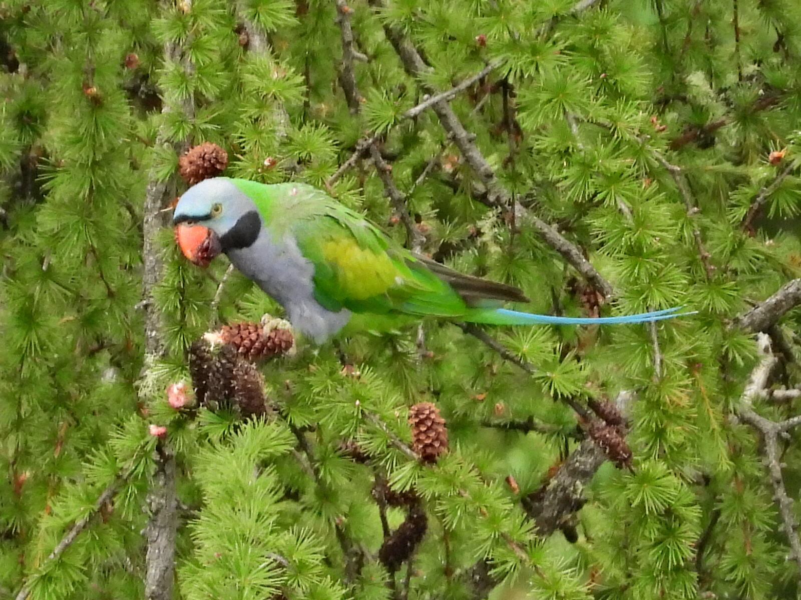 Lord Derby's Parakeet