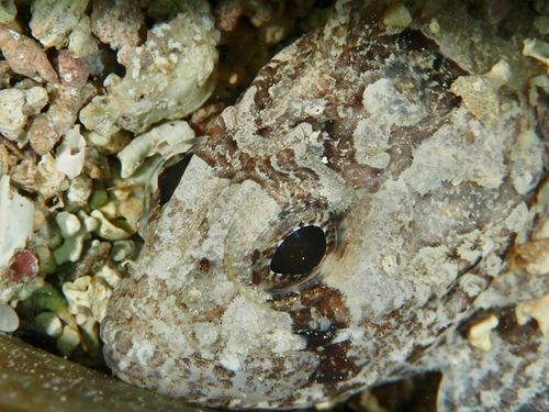 Cobbler (Gymnapistes marmoratus) — Tetrarogidae — 2