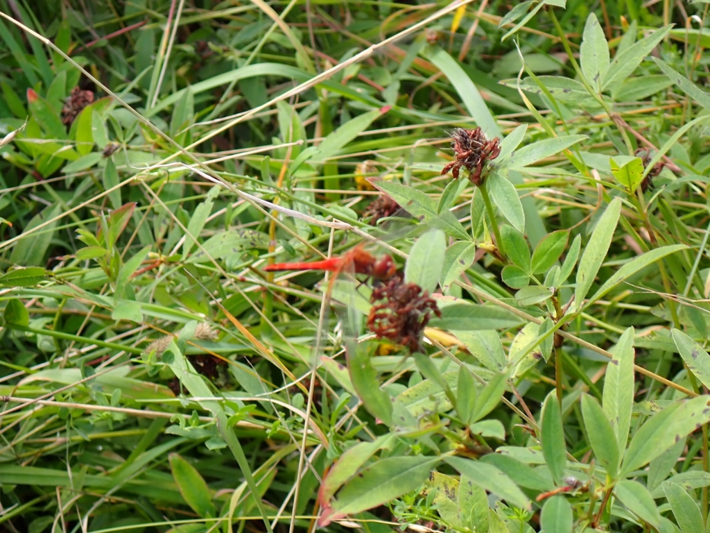 Yellow-winged Darter