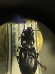 Pterostichus mutus