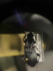 Pterostichus coracinus