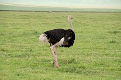 Struthio camelus massaicus