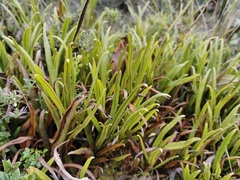 Elaphoglossum gayanum