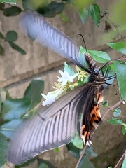 Papilio demetrius