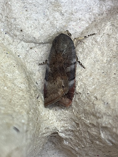 Lesser Broad-bordered Yellow Underwing photo 4