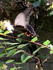 Papilio demetrius