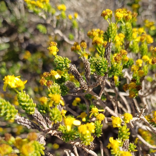 Beach True-Eye (Euryops muirii)