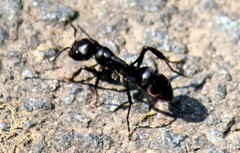 Streblognathus peetersi