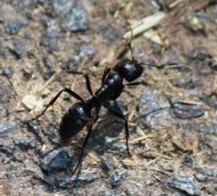 Streblognathus peetersi