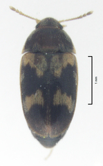 Litargus balteatus
