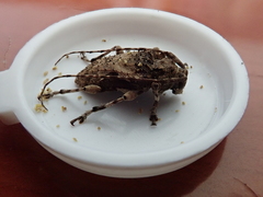 Lagocheirus obsoletus