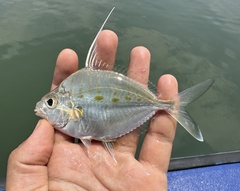 Threadfin Ponyfish photo 2