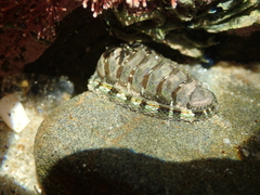 Sypharochiton sinclairi